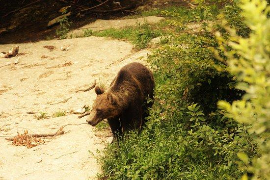 Photo Wildlife