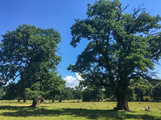 Breite Ancient Oak Tree Reserve